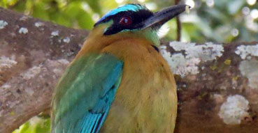 A Motmot joins us